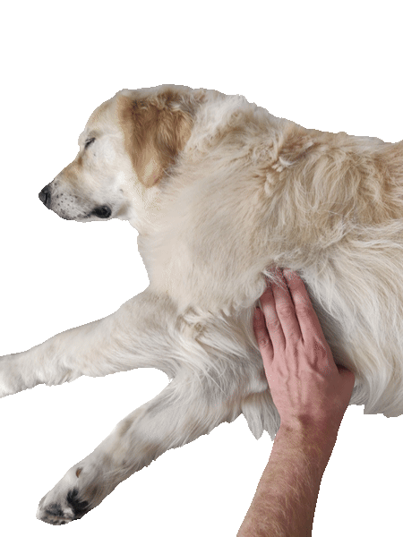 Showing where to find a dog's heartbeat