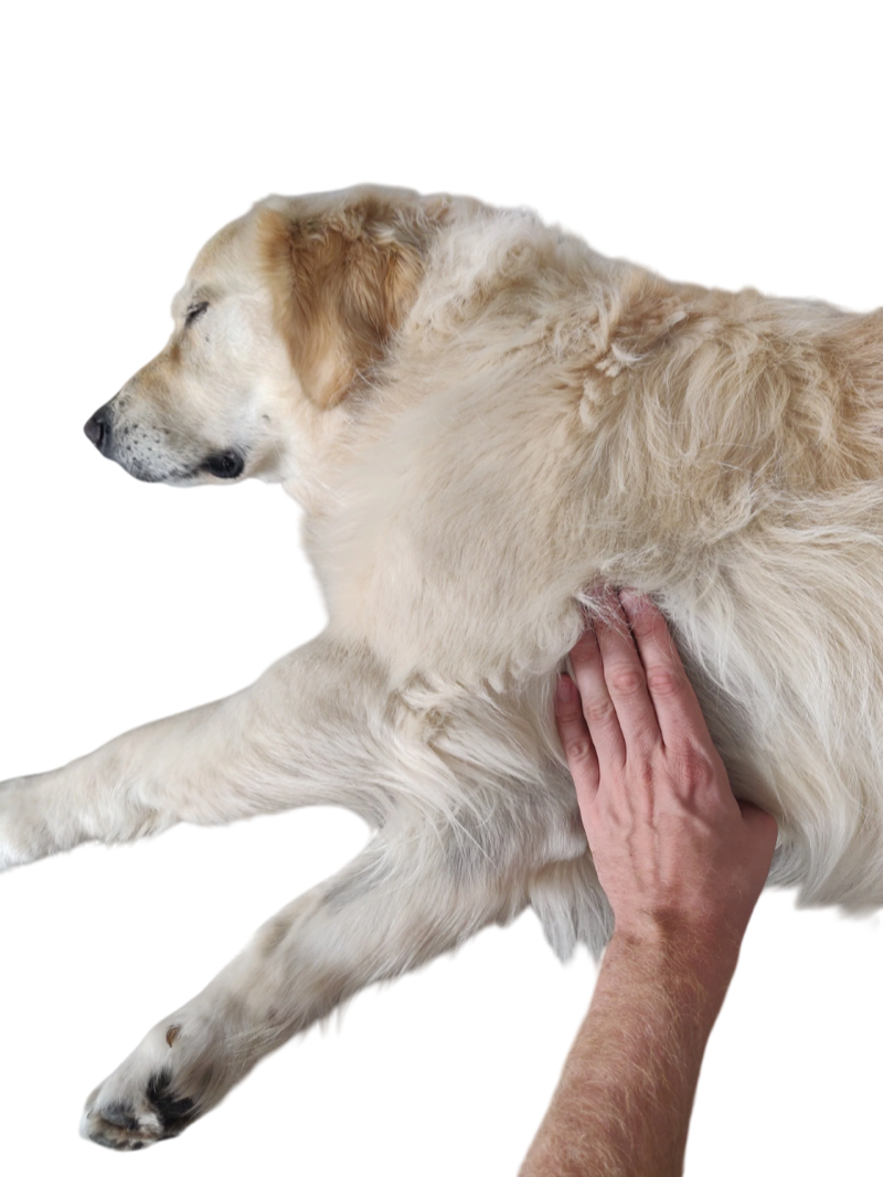 Showing where to find a dog's heartbeat