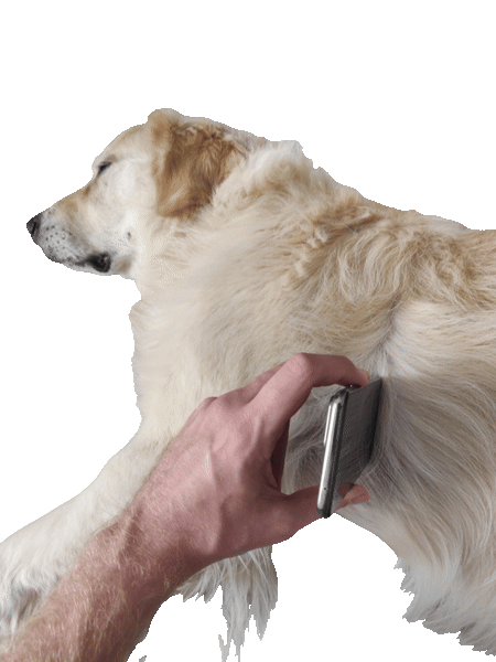 Phone microphone positioned against dog's chest with fur parted