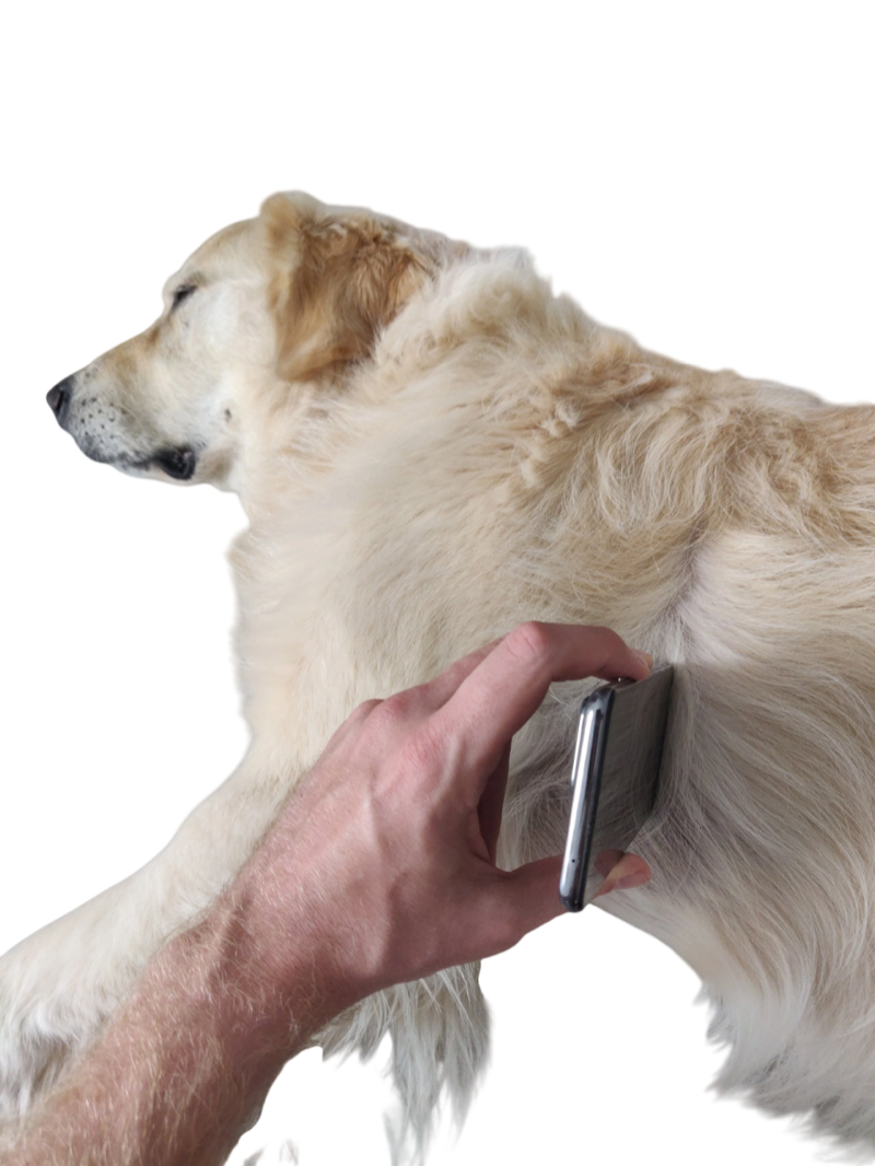 Phone microphone positioned against dog's chest with fur parted