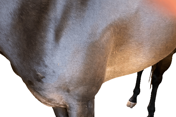 Showing where to find a horse's heartbeat