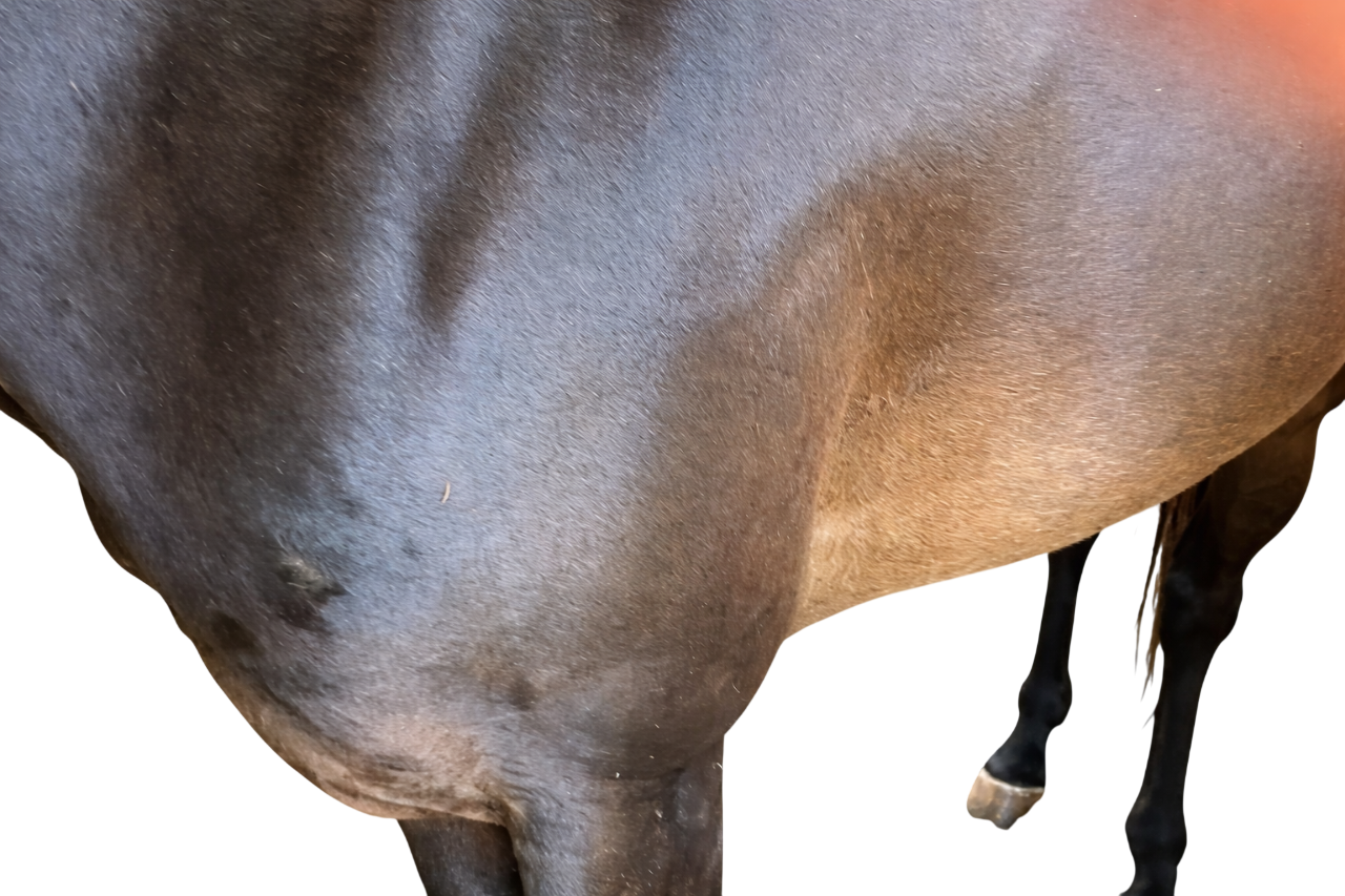 Showing where to find a horse's heartbeat