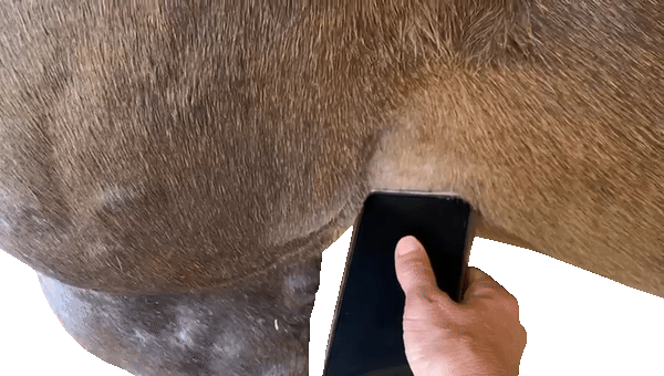 Phone positioned against horse's chest wall behind the triceps