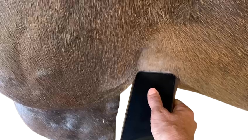 Phone positioned against horse's chest wall behind the triceps