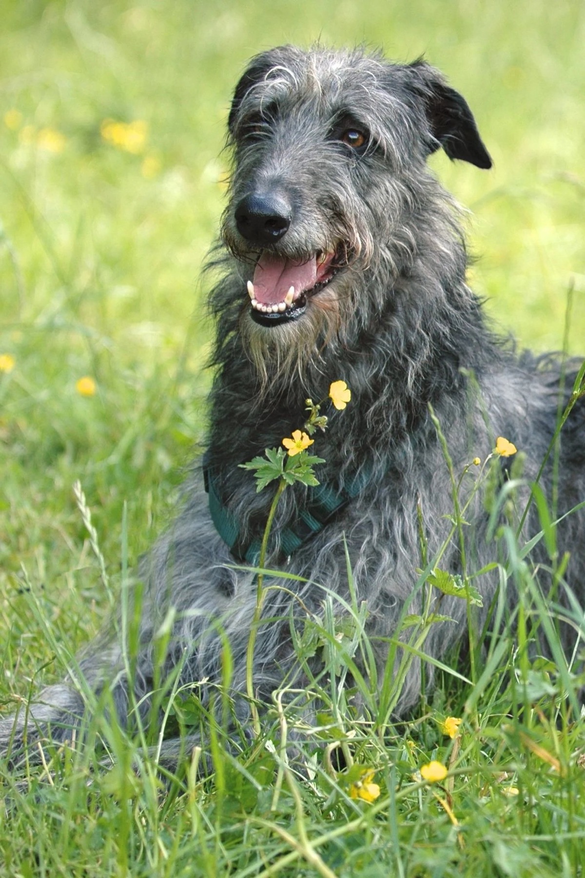 Andy, a four-year-old Deerhound with DCM whose medication was adjusted after a Sonus Health scan