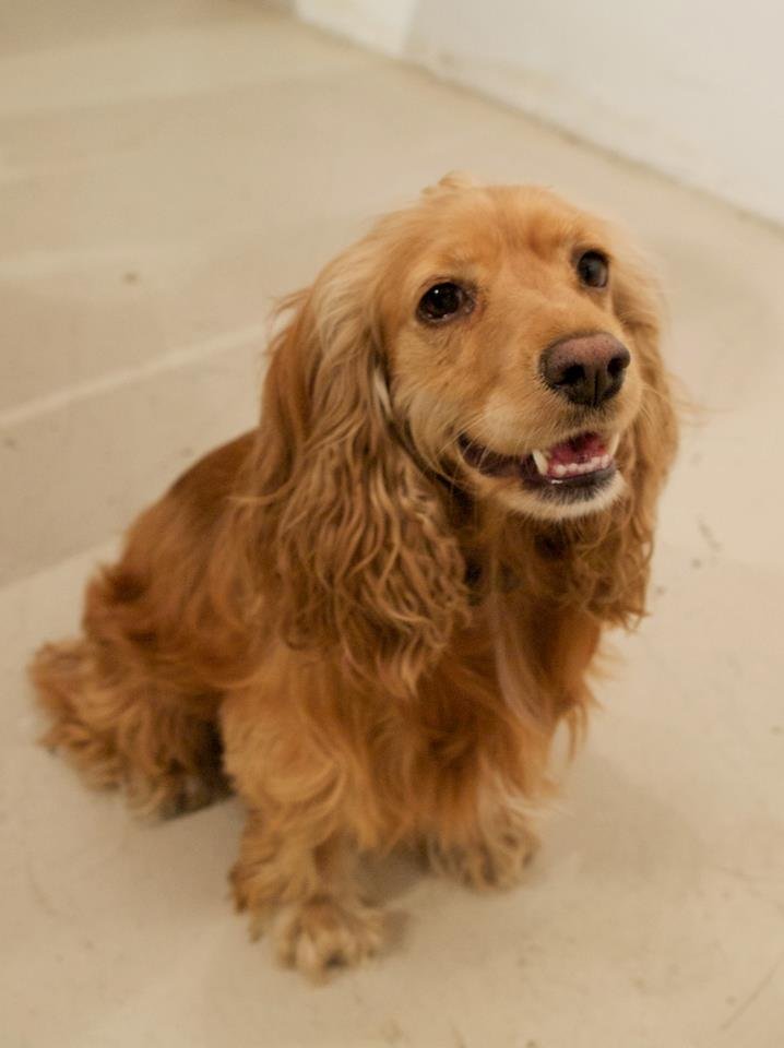 Luna, a three-year-old English Cocker Spaniel whose early MMVD was detected by Sonus Health