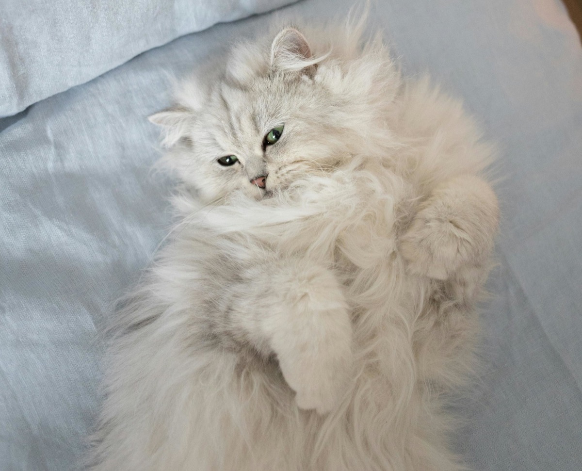Saffron, a Persian cat with HCM whose at-home Sonus Health monitoring prevented a second heart failure episode